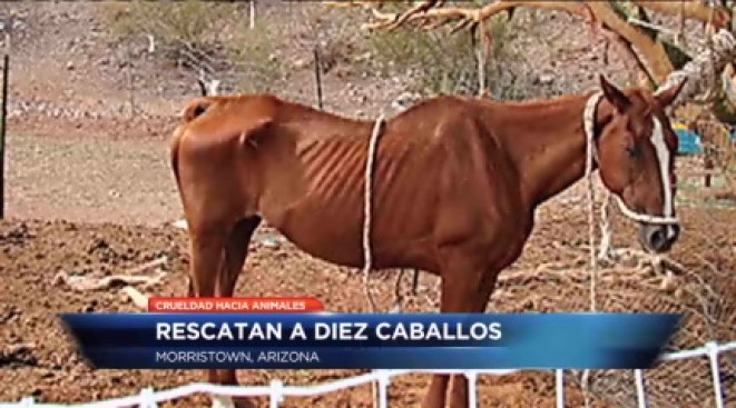 Desnutridos y deshidratados