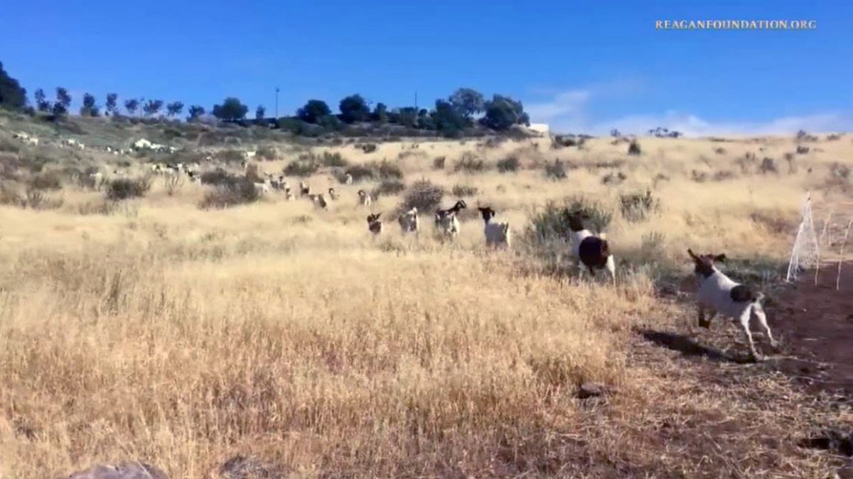 Wildfire Protection Goats Chew Through Brush At Reagan Library Telemundo Phoenix Tucson - roblox el juego señalado por permitir actos sexuales