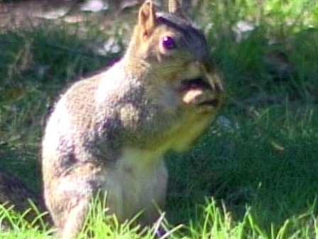 528453287MP00035_USA_v_Germ