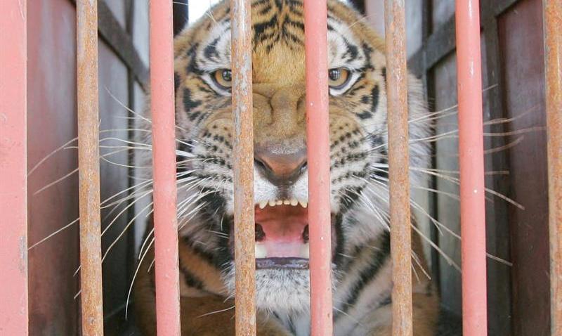 TLMD-CHINA-TIGRE-GRAVE-MUJER
