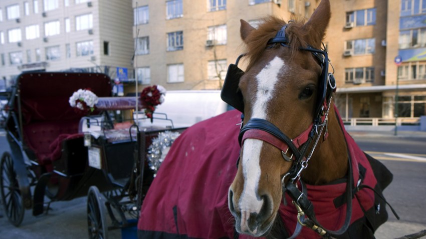 TLMD-caballos-ny-shutterstock