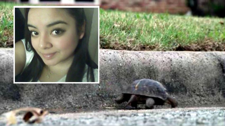 TLMD-texas-muere-al-intentar-salvar-a-tortuga-texoma-parkway-lizzette-lopez--