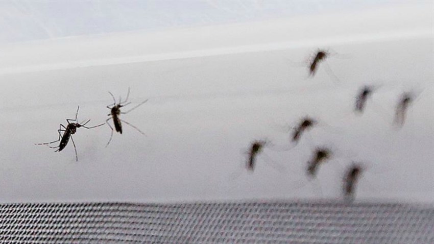 TLMD-zancudo-mosquito-EFE-11874425w