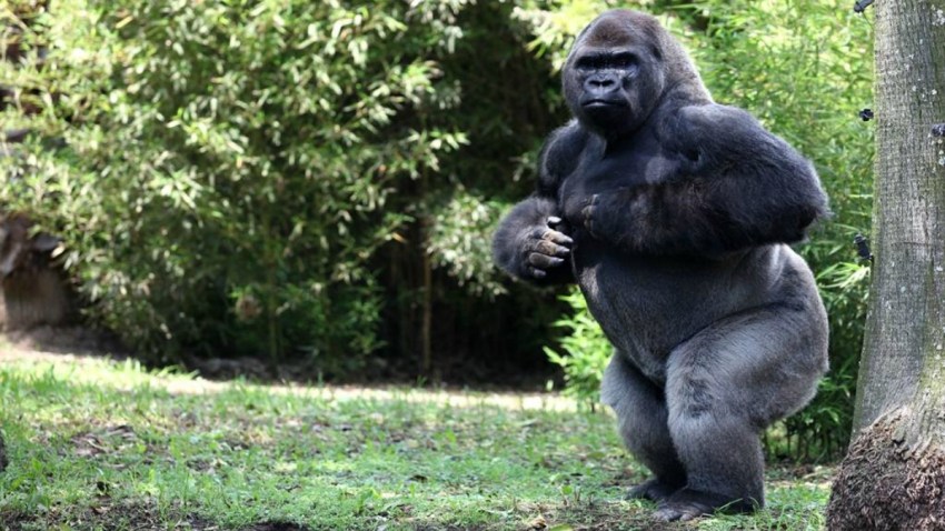 bantu-orangutan-muere-mexico