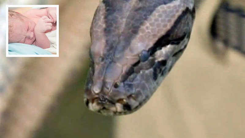 bebe-mordido-por-culebra-en-arizona