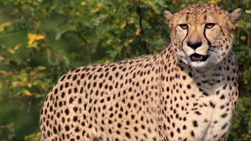guepardo-zoologico-indianap
