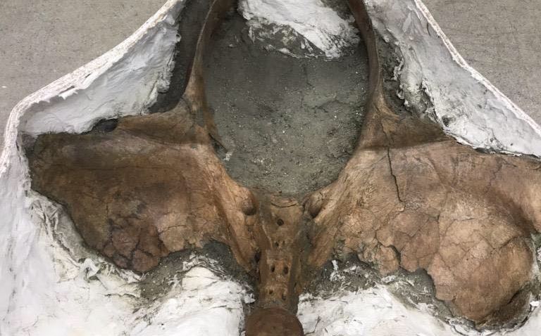 Una exasesora de la Casa Blanca grabó a Trump en secreto, segú