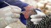 Brote de gripe aviar obliga a sacrificar 4.2 millones de pollos