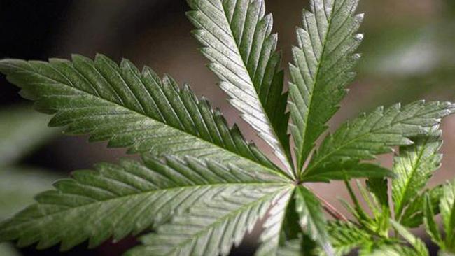 tlmd_05_10marijuanaeditadaparawerbjpg_bim