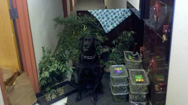 tlmd_06_19plantaciondemarihuana
