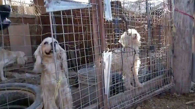 tlmd_animales_viviendo_en_situaciones_deplorables_al_sur_de_phoenix