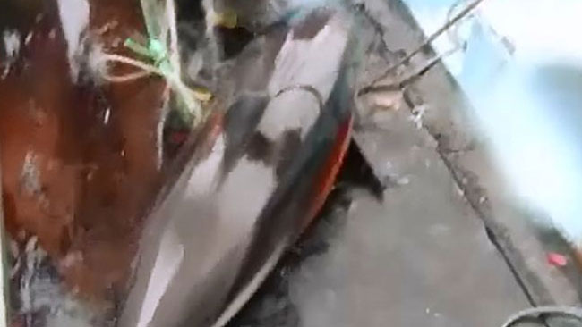 tlmd_delfin_matanza_ok