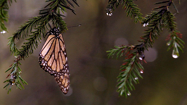 tlmd_mariposas_monarcas_mexico1