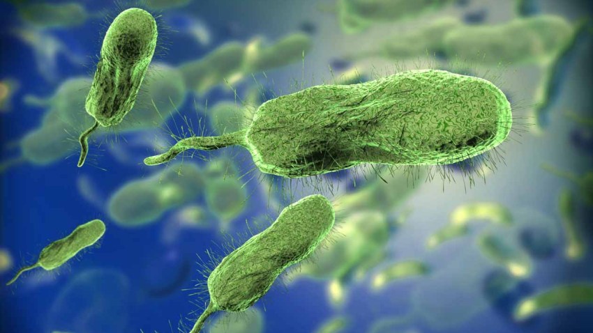vibrio vulnificus