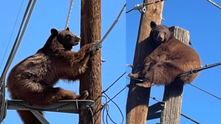Peligroso ascenso: oso pardo de sube a poste de luz en Douglas