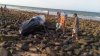 En video: así rescataron a una ballena varada en Puerto Peñasco, México