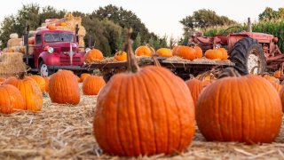 Huerto de calabazas en Arizona: ¿Dónde están y cuándo ir?