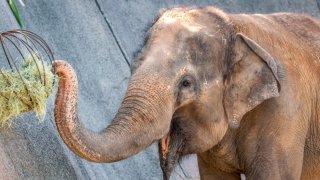 Muere la elefanta Sheena del zoológico de Phoenix tras padecer múltiples enfermedades