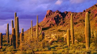 Hallan a niño de 4 años a salvo tras búsqueda de 24 horas cerca del desierto de Tucson