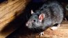 “Del tamaño de un chihuahua”, angustia por invasión de ratas en un vecindario