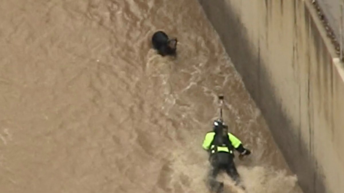 Dog Rescued in Los Angeles River NBC Phoenix/Tucson Archyde