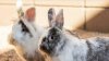 Condado Pima advierte sobre virus mortal en conejos