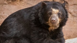 Sacrifican a osa del zoológico de Phoenix tras detectarle tumor