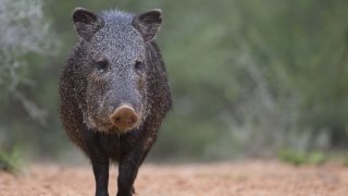 Buscan a sospechoso de matar a dos jabalinas en Cave Creek