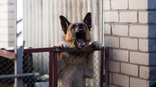 Phoenix, entre las 25 ciudades con más ataques de perros a trabajadores postales