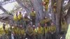 Arizona recuerda a 19 bomberos que murieron en el incendio de Yarnell Hill