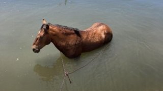 Rescatan sano y salvo a caballo atrapado en canal en comunidad de Salt River