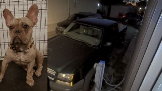 Buscan a sospechoso que robó un bulldog francés en Glendale