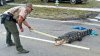 En imágenes: policías se enfrentan a caimán que bloqueaba una carretera de Florida