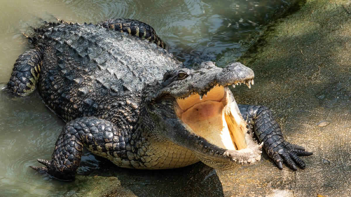 Hallan restos humanos dentro de 2 cocodrilos en Australia – Telemundo  Phoenix/Tucson