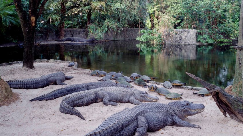 UNITED STATES – AUGUST 12:  Alligators at Busch Gardens in Tampa Bay, Florida (Photo by Carol M. Highsmith/Buyenlarge/Getty Images)