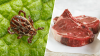 Tras caso mortal en EEUU, ¿qué debes saber de la alergia a la carne causada por garrapatas?