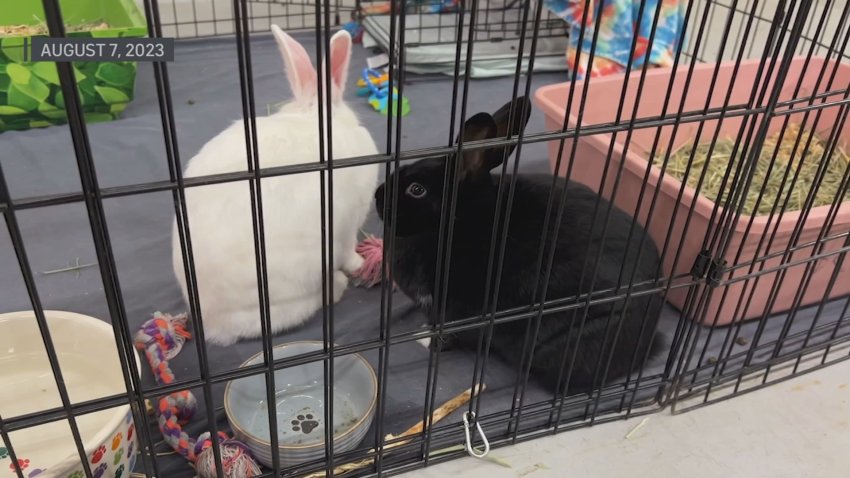 Two rabbits in a cage