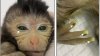 Nace con vida un mono quimérico a partir de células madre de dos embriones