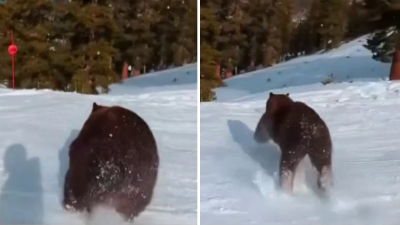 En video: un enorme oso negro se atraviesa a toda velocidad entre esquiadores