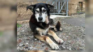 Argo era un perro callejero que visitaba cada día desde hacía 15 años el Parque Arqueológico de Pompeya y que se convirtió en un símbolo.