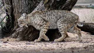 Reportan ataque de gato montés en el este del Parque Nacional Saguaro