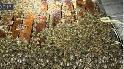 Miles de abejas liberadas tras accidente vehicular en el condado Fresno