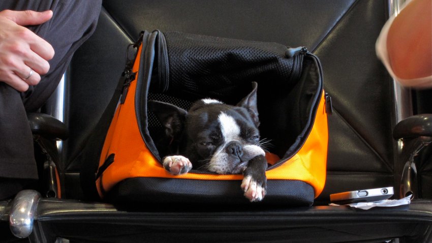 Un perro espera en su contenedor de equipaje de mano en el aeropuerto de Atlanta, Georgia.