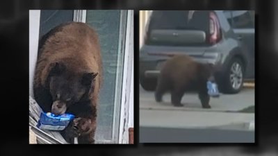Travesuras del oso “Oreo”, fanático del chocolate, abruman a vecindario