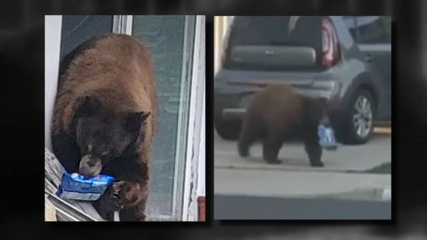 Undated images of a bear nicknamed "Oreo," who has been spotted several times in Monrovia.