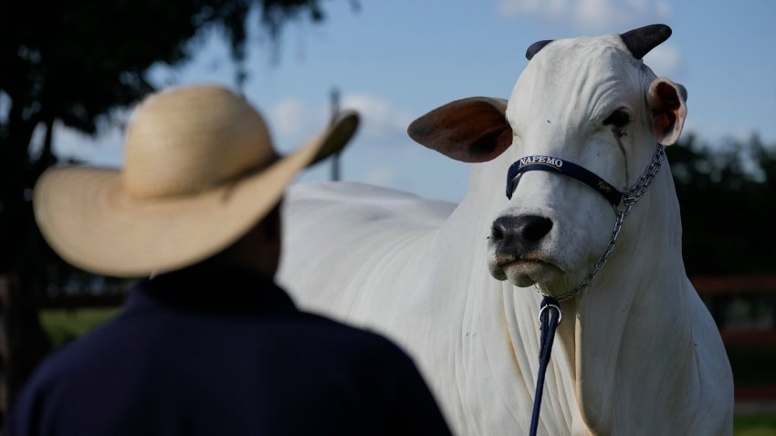 Farmer looks at white cow in Brazil