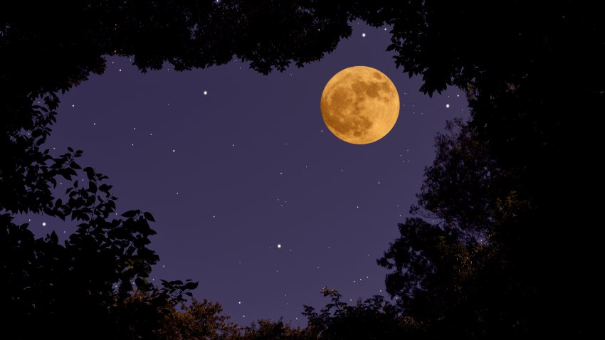 Looking up a strawberry full moon and lots of stars through the natural trees frame.
