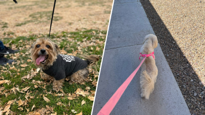 Hidratación y paseos bajo la sombra: tips para cuidar a las mascotas en el verano