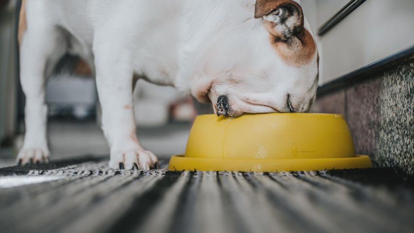 domestic dog eating from his bowl.indoor