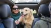 ¿Viajas con tu perro al extranjero? Hay nuevas reglas para reingresarlo a EEUU